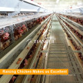 A-Frame Automatic Floor-Saving Design Layer Cage de poulet à vendre